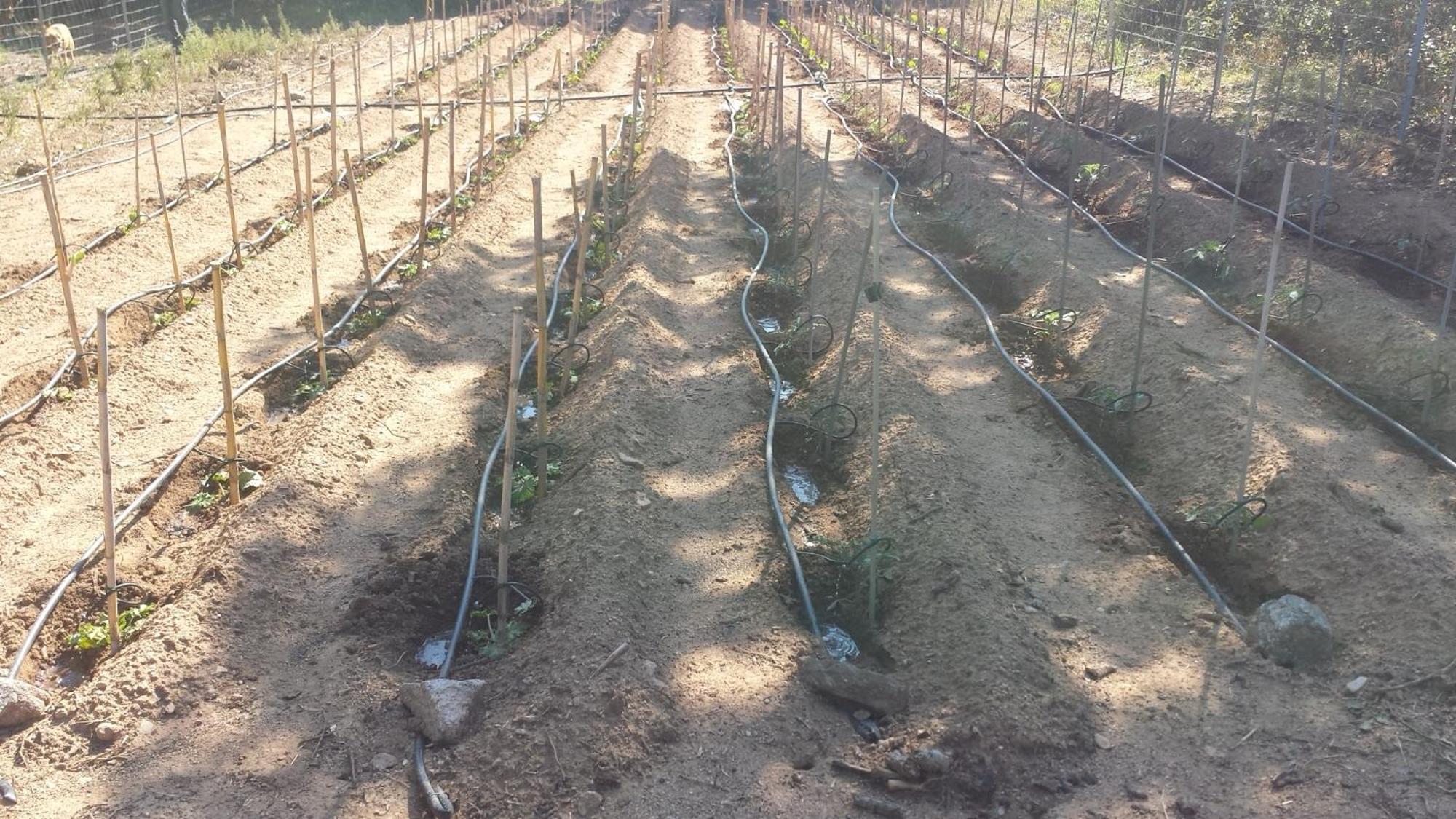 Agriturismo Agrisole 올비아 외부 사진