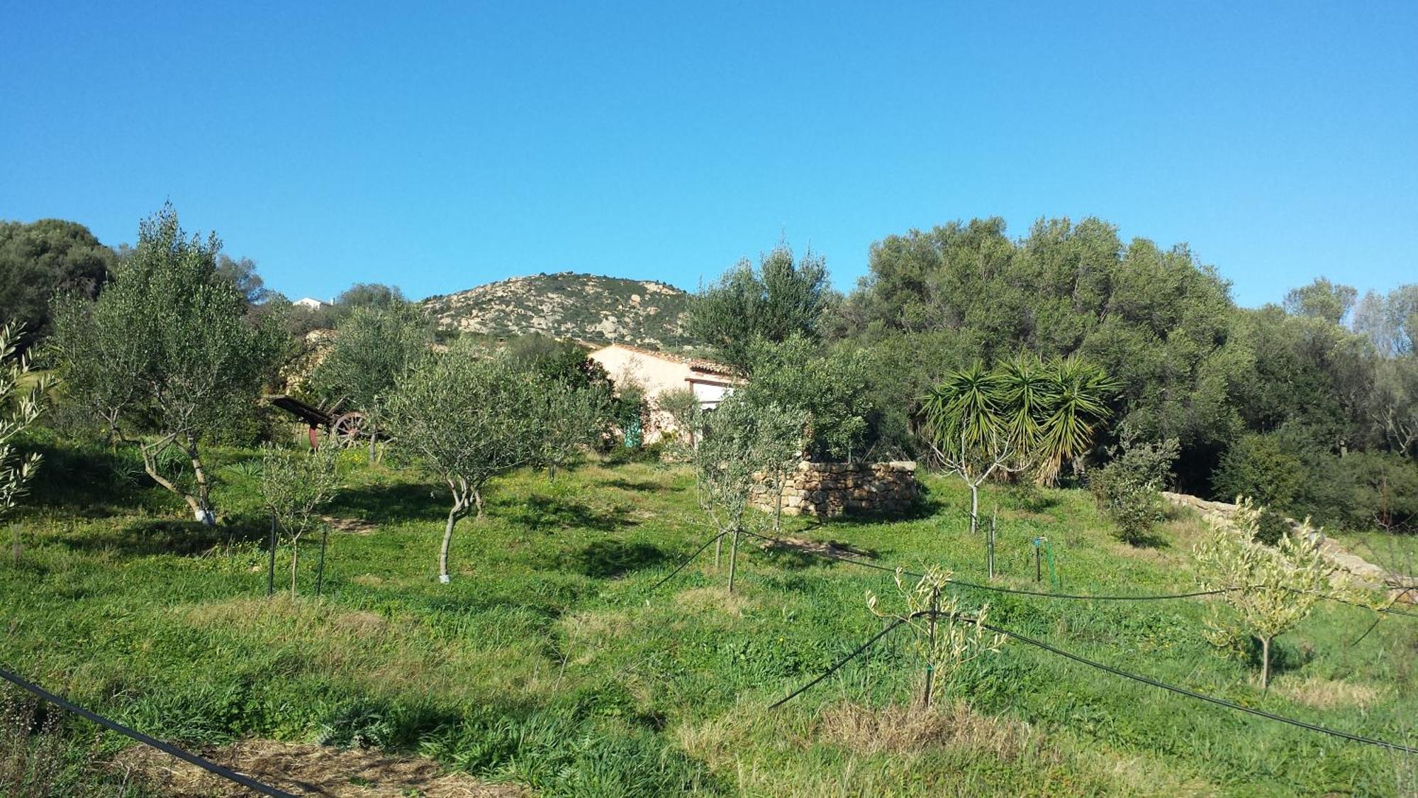 Agriturismo Agrisole 올비아 외부 사진